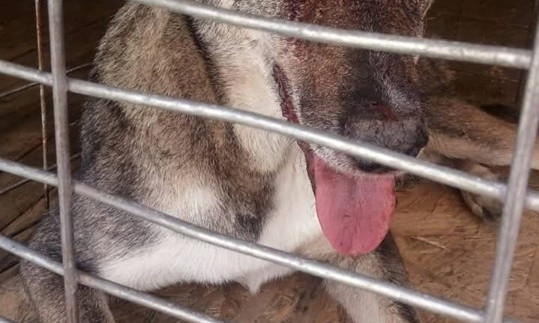 Пострадавших жителей Николаева от укуса бездомной собаки просят пройти курс вакцинации от бешенства