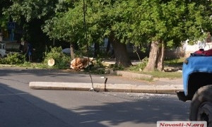 В центре Николаева упавшее дерево обесточило десятки домов