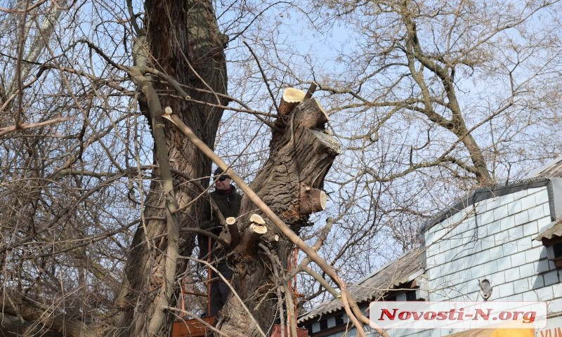 В центре Николаева проводят обрезку и снос аварийных деревьев