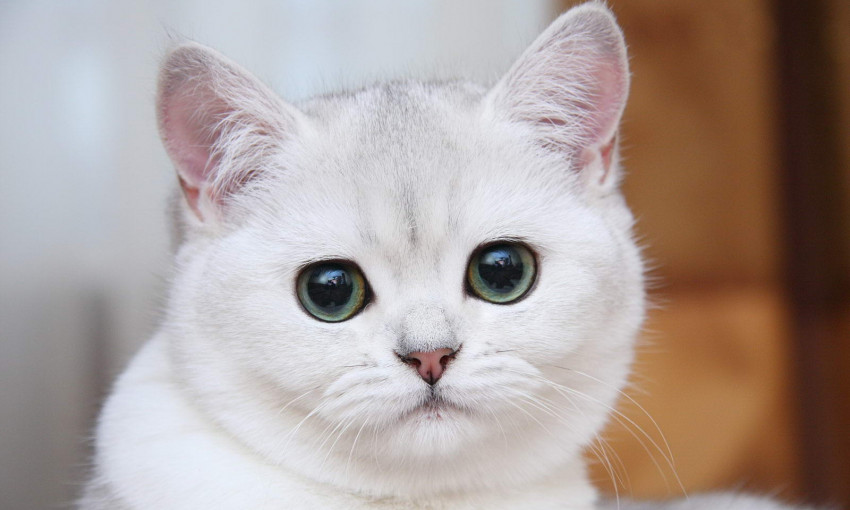 В Николаевских аптеках начнут продавать белых лечебных котов