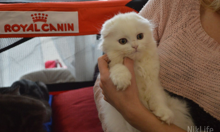 В Николаеве открылась выставка котиков