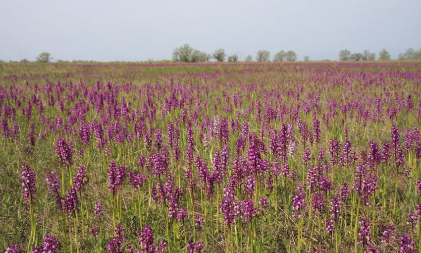 Возле села Покровка зацвели дикие орхидеи