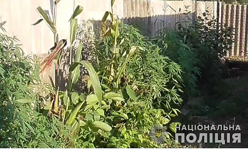 Житель Нового Буга выращивал коноплю на приусадебном участке и в вазонах для цветов