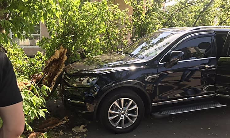 На Спасской сухое дерево упало на автомобиль