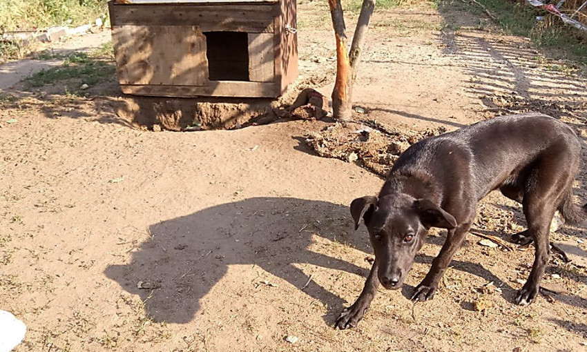 В Николаеве спасли собаку, которую хозяин оставил на привязи без еды и воды