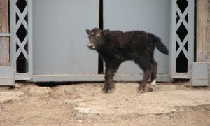В Николаевском зоопарке похвастались родившимся детенышем яка