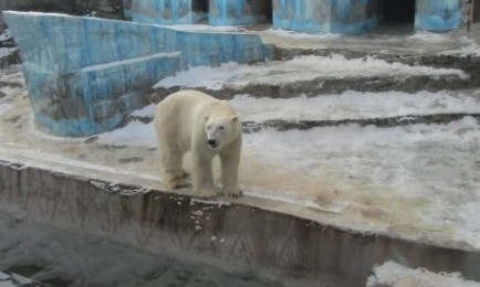 В Николаевском зоопарке спасают животных от мороза