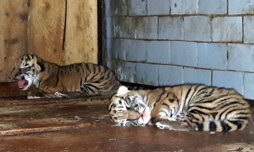 В Николаевском зоопарке родились тигрята