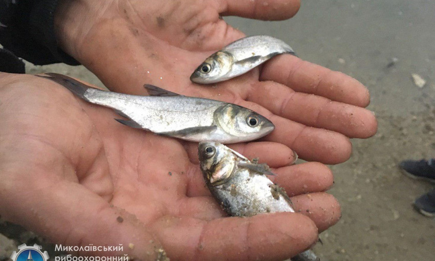 В Южный Буг выпущено более 18 тонн рыбы