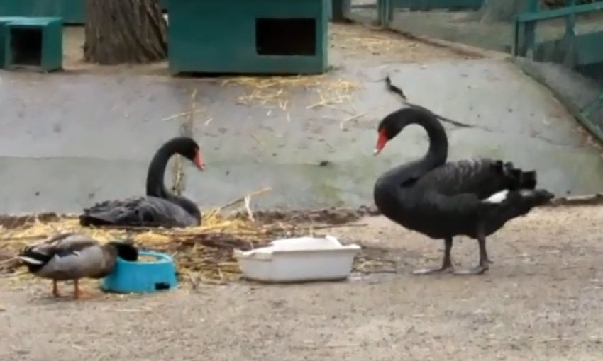 В Николаевском зоопарке благодаря карантину загнездилась пара черных лебедей