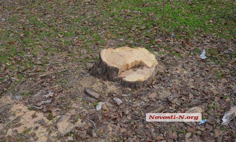 В Николаевском парке "Победа" массово вырубают деревья