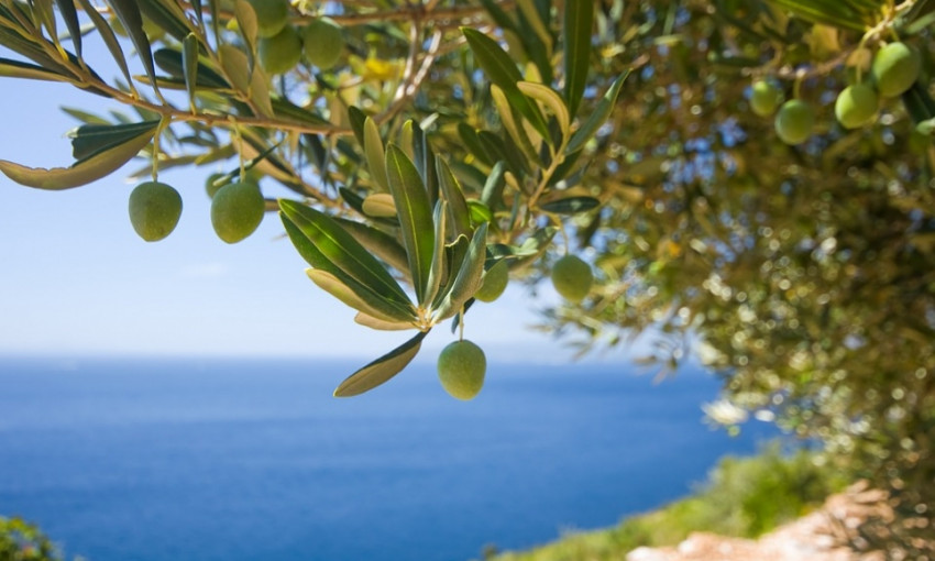 Выращивая оливки, Николаевщина может обогатиться