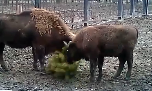 В Николаевском зоопарке зубры порезвились с «трупами» новогодних елок