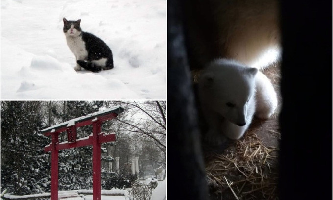 День котиков и первый фотосет медвежонка: в Николаевском зоопарке встретили весну