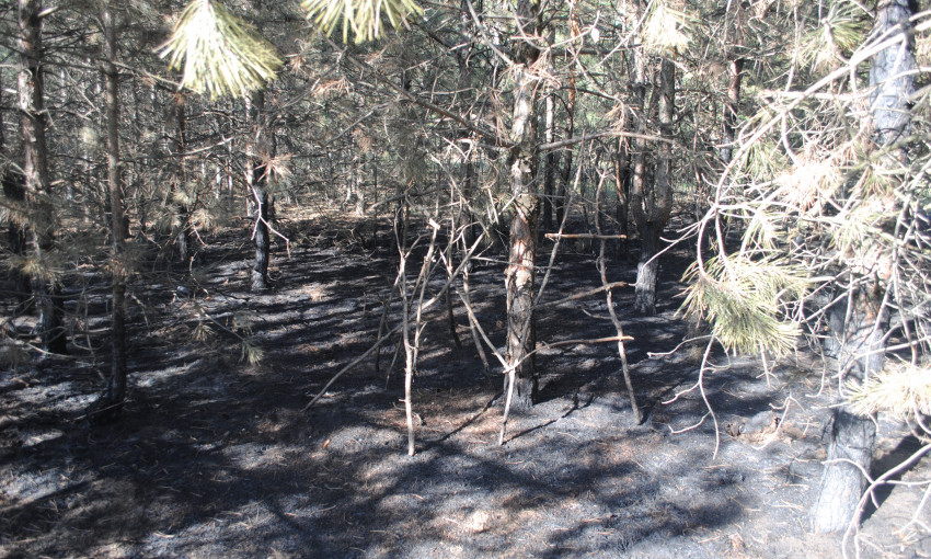 За минувшие сутки в Николаевской области произошло 8 пожаров в лесопосадках