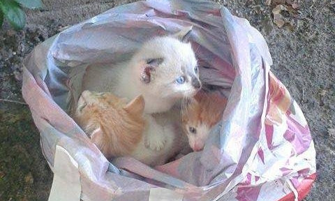 В Николаеве «заботливые» хозяева выбросили троих котят умирать на улице