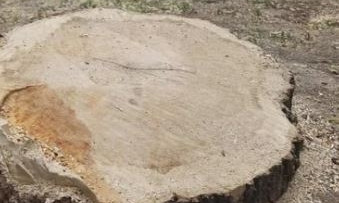 В Николаеве срубили здоровые деревья 