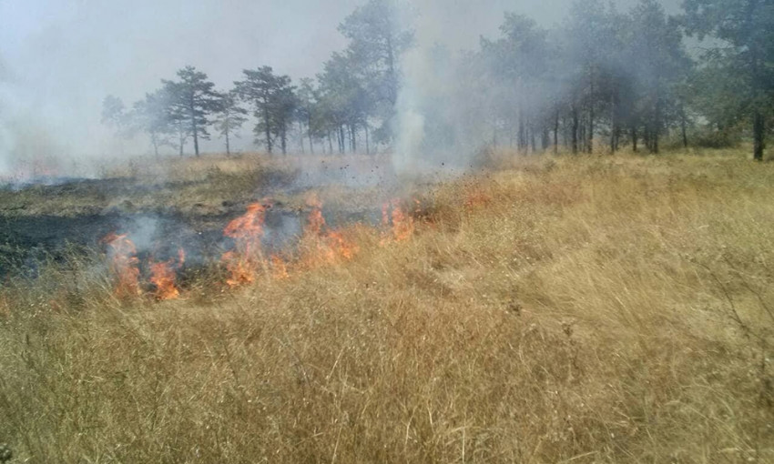 В Николаевской области снова горел  лесного массива на площади три гектара