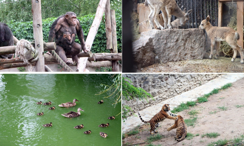 Baby-boom или каких новых зверьков можно увидеть в Николаевском зоопарке