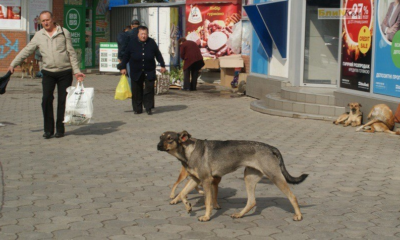 В Николаеве бездомная собака напала на мужчину