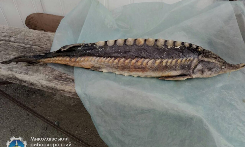 Николаевский рыбоохранный патруль обнаружил на прилавках николаевских рынках белуги, занесенной в Красную Книгу