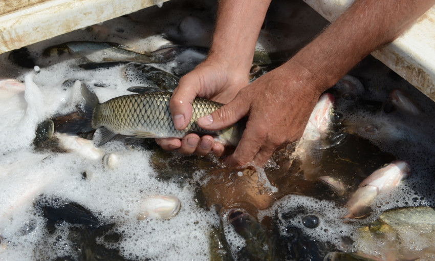 Более двух миллионов рыб выпустили в водоемы Николаевской области с начала 2018 года