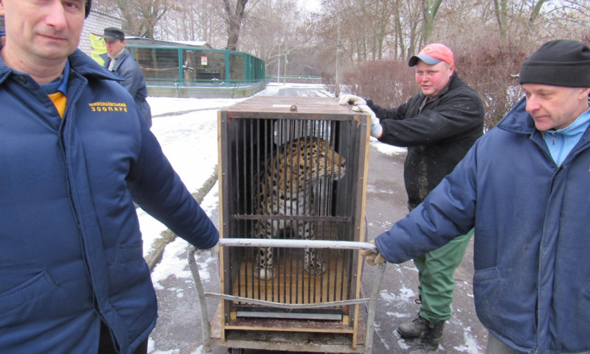 Амурского леопарда из Николаева отправили в «Парк кошек» во Франции