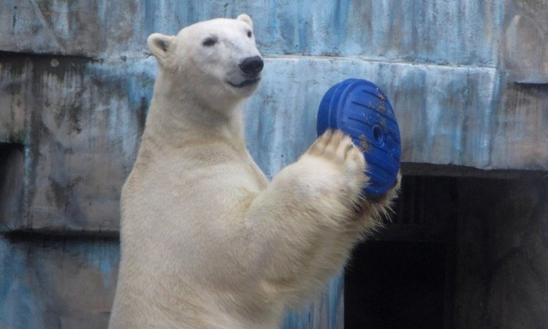 В Николаевском зоопарке просят принести игрушки для животных