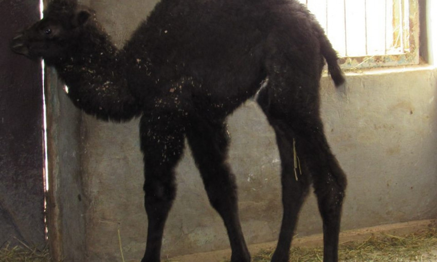 Верблюдица из николаевского зоопарка родила малыша Дантеса