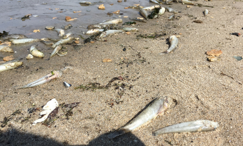 В микрорайоне Соляные на берегу реки Южный Буг была зафиксирована массовая гибель рыбы
