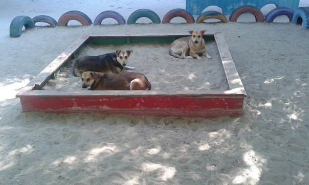 Бродячие собаки оккупировали детскую площадку