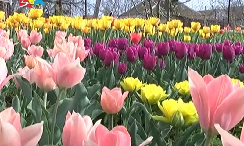 В Николаеве каждую весну появляется тюльпановый рай