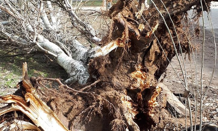 В Николаеве рухнули еще два дерева