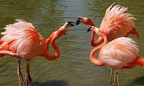 Орнитологи рассказали, откуда на Николаевщине розовые фламинго
