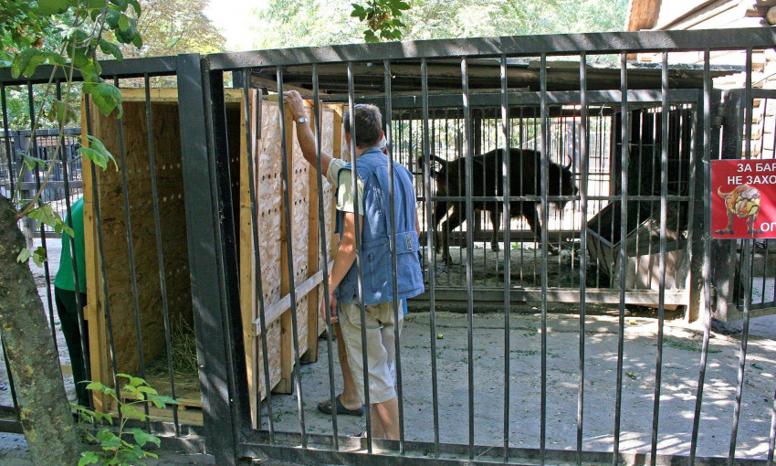 Работники Николаевского зоопарка уже получили спецпропуска для проезда в общественном транспорте
