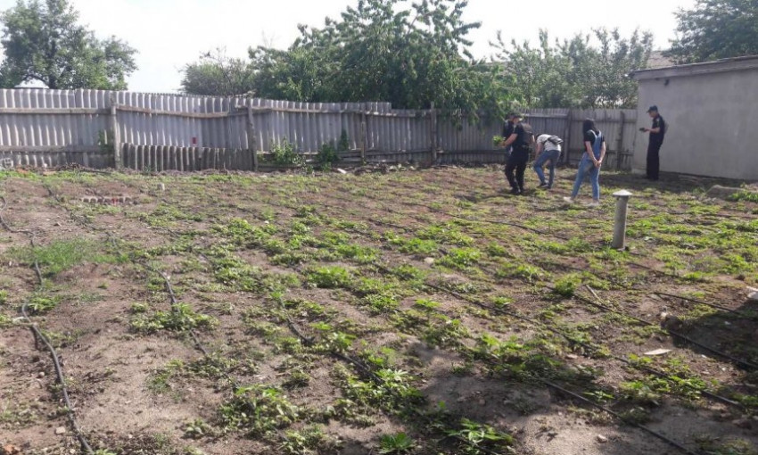 В Новобугском районе местный житель приусадебный участок превратил в плантацию по выращиванию конопли