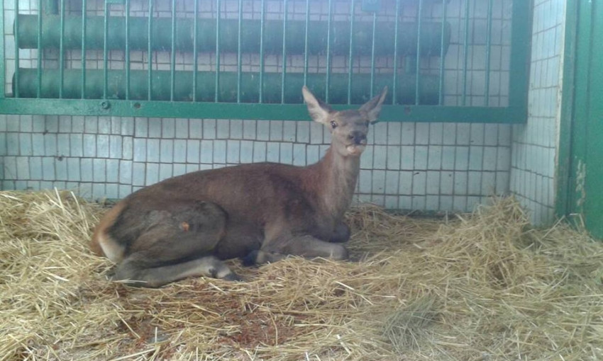 В Николаевском зоопарке спасли самку оленя, сбитую на трассе неизвестным автомобилем 