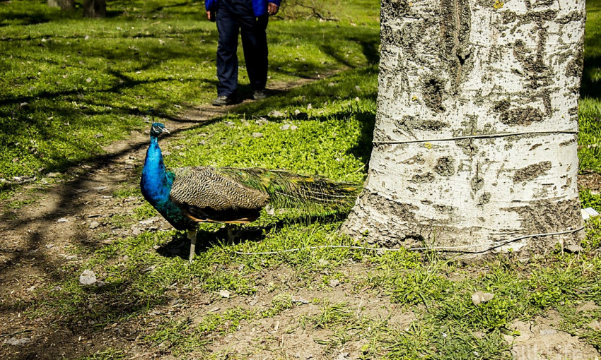 В Николаеве прошла традиционная ярмарка голубей и декоративных птиц