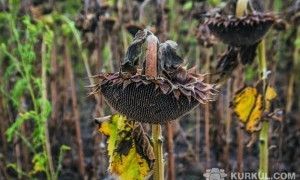 Из-за жары на Николаевщине урожай подсолнечника не оправдал надежд