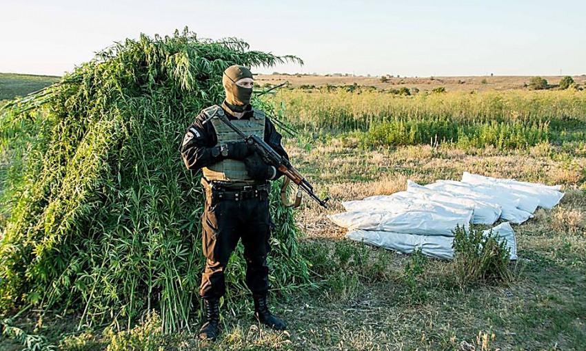 ВИДЕО: На Николаевщине полиция уничтожила поле с 12 тысячами «дикорастущих» кустов конопли
