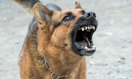 В Первомайске бешеная домашняя собака покусала троих людей