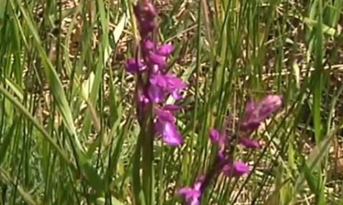 Самое большое в Европе поле диких орхидей расцвело на Николаевщине