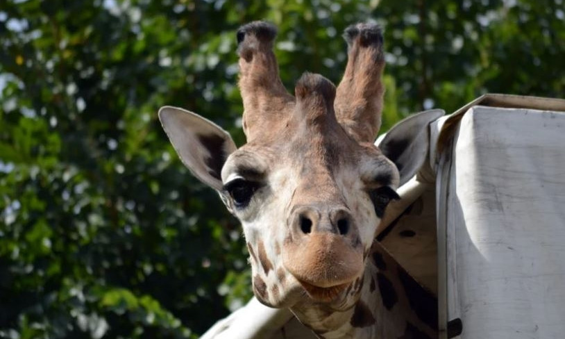 21 июня Николаевский зоопарк впервые отмечает день жирафа, - здесь живет два самца редкого вида
