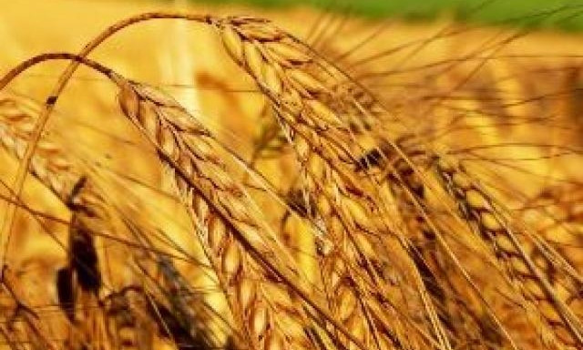 В Николаевской области из-за засухи низкий урожай зерновых культур
