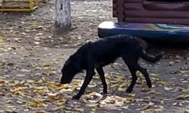 В Николаеве дважды за сутки бездомные собаки покусали девушек