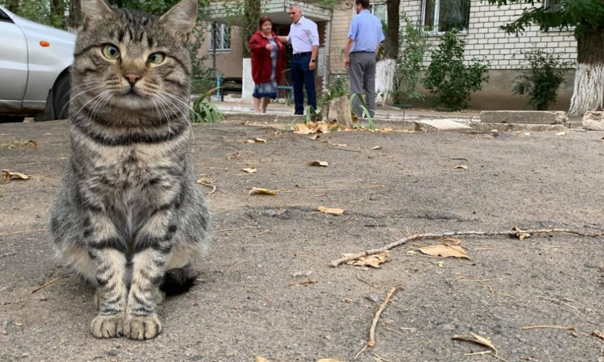 Дворовой кот попал на фото с мэром Николаева и стал знаменит