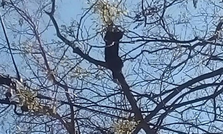 В Николаеве спасли котенка, три дня просидевшего на дереве — его уже начали клевать вороны
