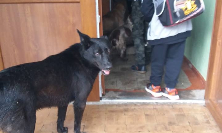 Родители обеспокоены: стая бродячих собак сопровождает ребят в школу и даже заходит в здание