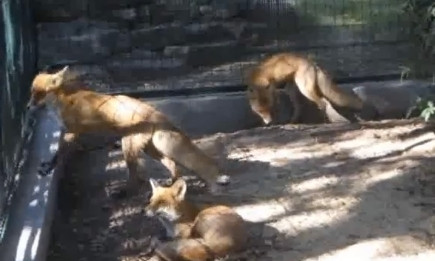 В Николаевском зоопарке построили новый вольер для лисиц