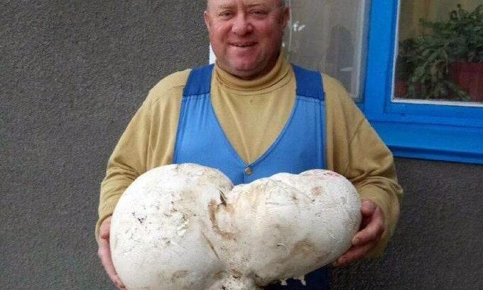 В Николаевской области грибник нашёл огромный гриб весом более пяти килограмм
